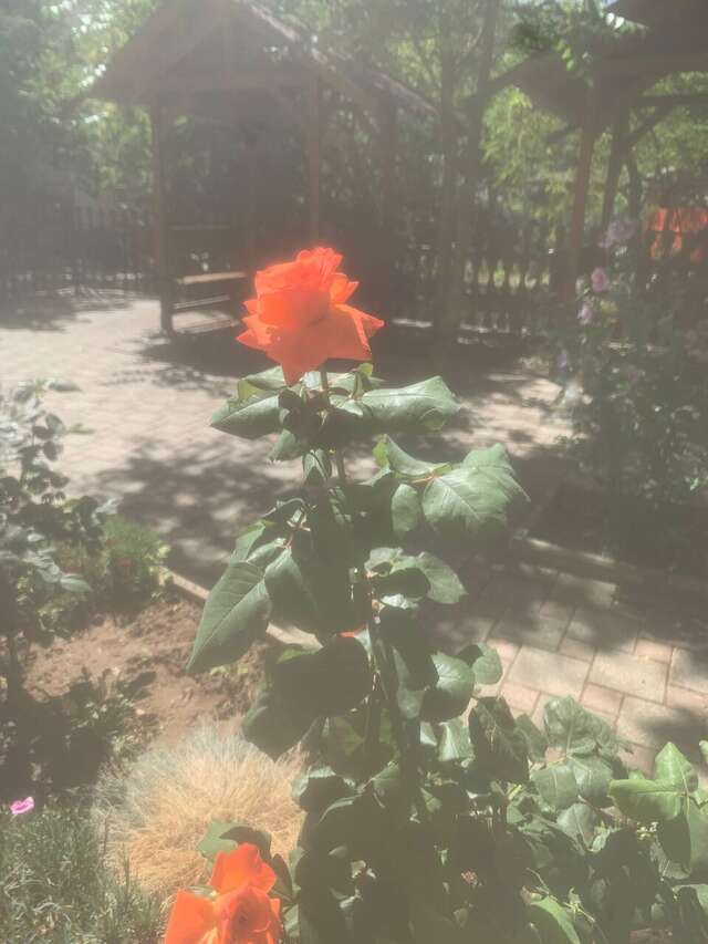 Гостиница Апельсин Саки-116